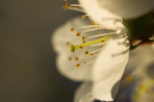 櫻花盛開