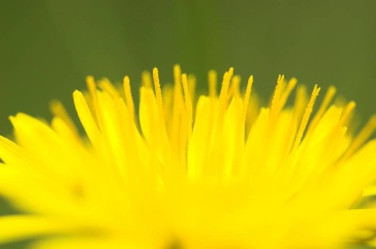 蒲公英近3
