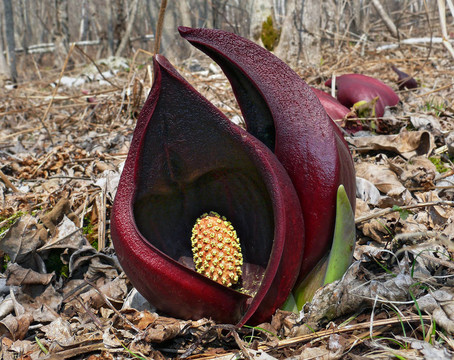 不尋常的Flowers 2