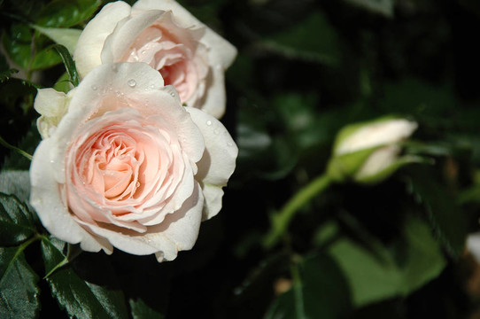 白薔薇