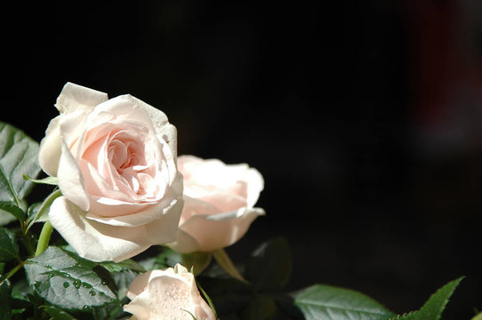 白薔薇