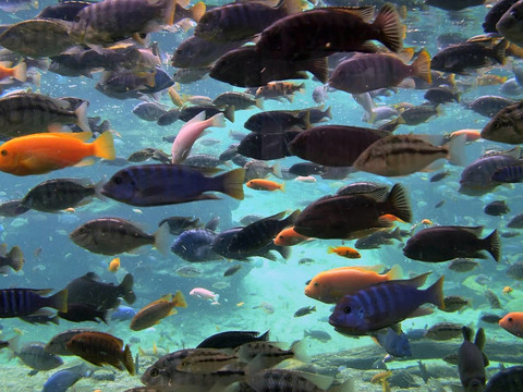 魚