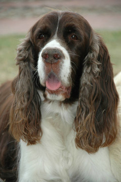 Cocker獵犬