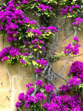 BOUGANVILLA