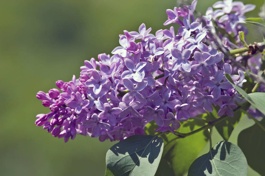 丁香花