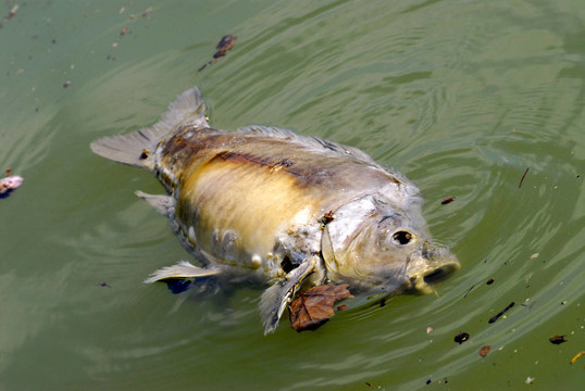 死魚