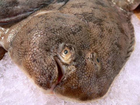 死多寶魚