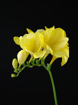 Yellow Fressia對黑人
