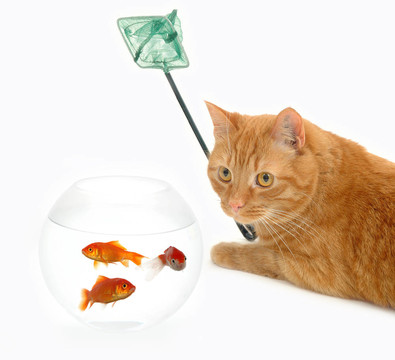小貓釣魚