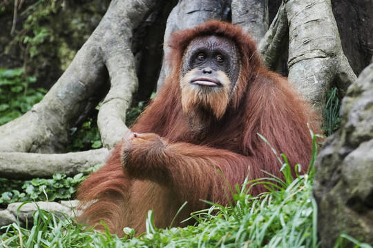 猩猩（Pongo pygmaeus）；Borneo；印度尼西亞