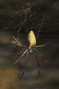 馬達(dá)加斯加巨絲蜘蛛