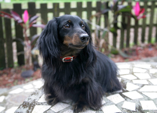 臘腸犬戶外人像的照片
