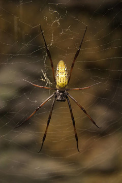 马达加斯加巨丝蜘蛛