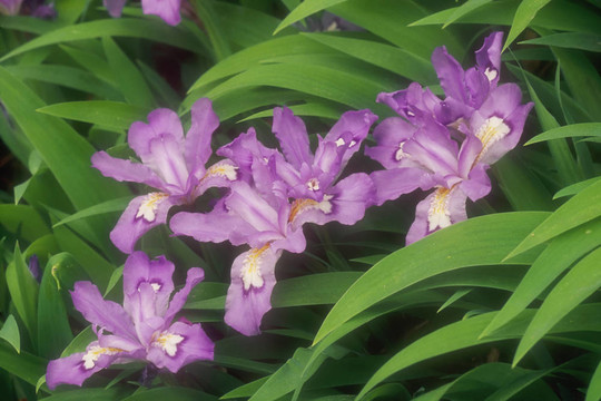 冠矮鳶尾