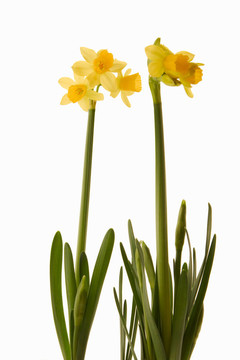 水仙花