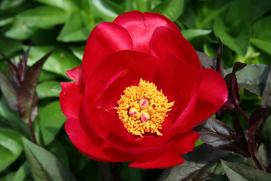 紅牡丹花