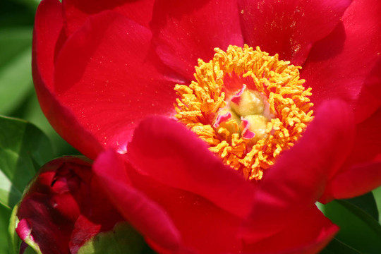 紅牡丹花