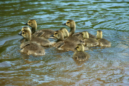 年輕的gosslings