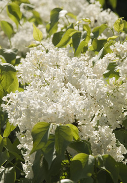 丁香花白色