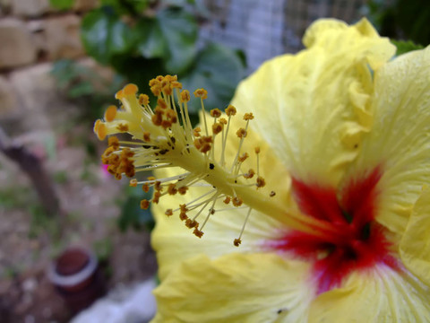 Aphid的侵?jǐn)_
