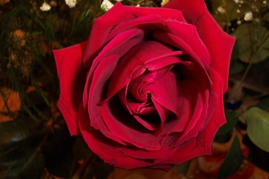紅玫瑰