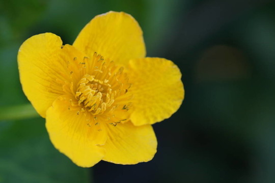 金盞花