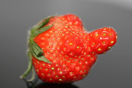 草莓的臉