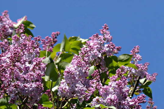 丁香花