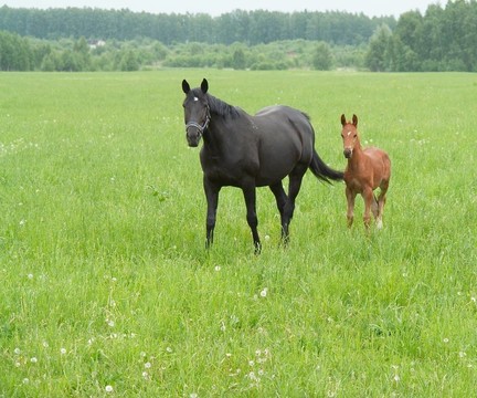 母馬和小馬駒