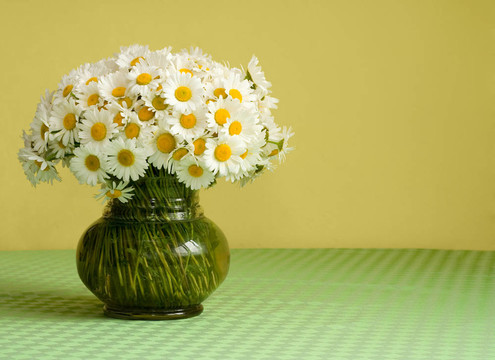 Daisy bouquet在一個花瓶里