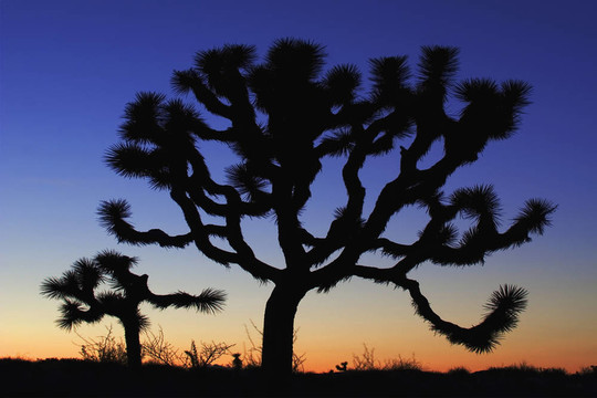 黃昏的Joshua Tree