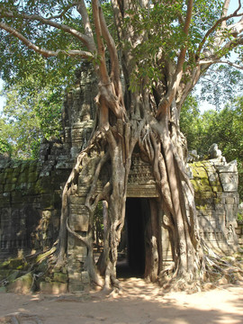 榕樹(shù)覆蓋完全的老紅色金字塔廟；巴戎寺；吳哥古跡寺廟；cambodgia