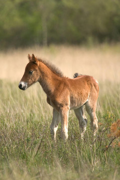 野生的小馬