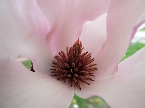 郁金香樹開花