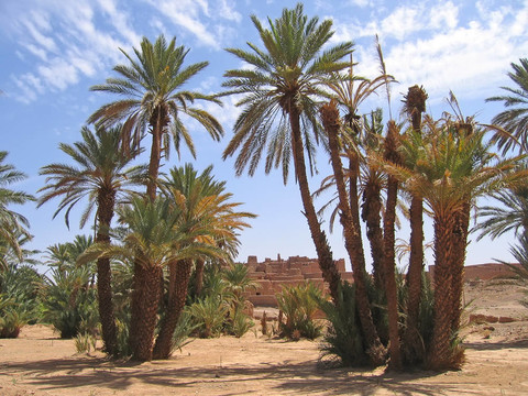 棕櫚樹的沙漠綠洲；Zagora；德拉谷；摩洛哥
