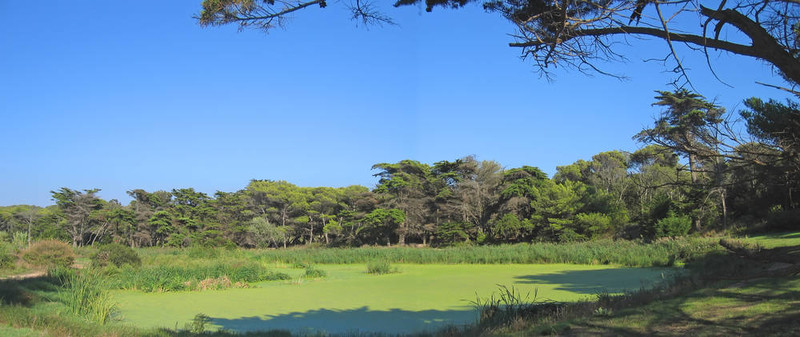 綠色的沼澤在農村；Porquerolles島；藍色海岸；法國南部；全景