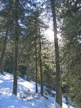 冷杉樹雪地；Les Orres阿爾卑斯山脈；法國；