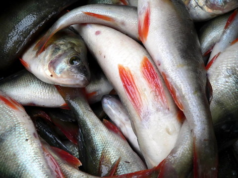 魚