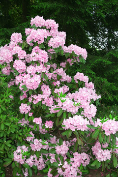 杜鵑花