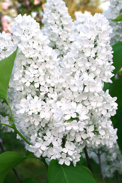 白丁香花