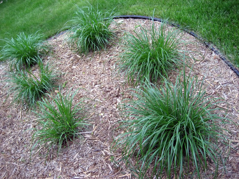 草原上的草的花園