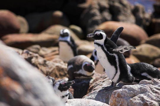 Jackass Penguin 12