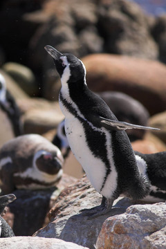Jackass Penguin 13