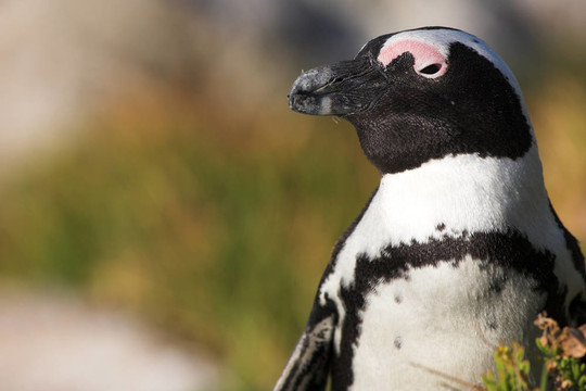Jackass Penguin 20