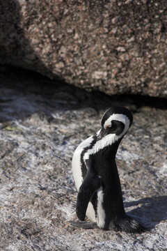 Jackass Penguin 28
