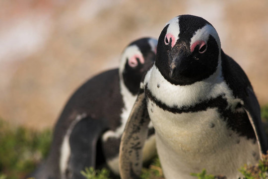 Jackass Penguin 25