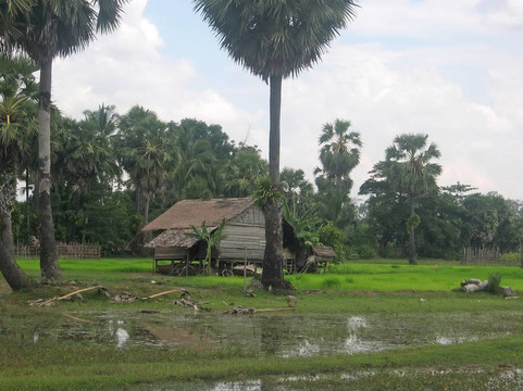 在農(nóng)村，農(nóng)民家的稻田；Phnom Pen；Cambodgia