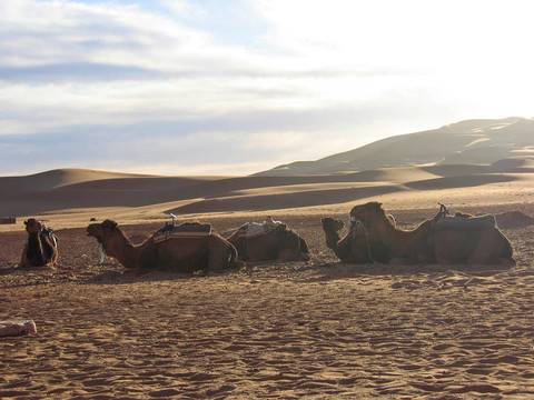 沙丘上的駱駝在沙鋪日落；Erg Chebbi；梅爾祖卡；摩洛哥
