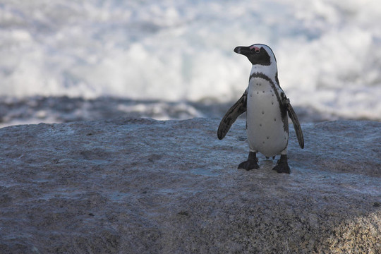 Jackass Penguin 34