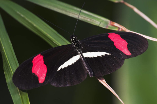 深紅色的補(bǔ)丁長翼蝴蝶